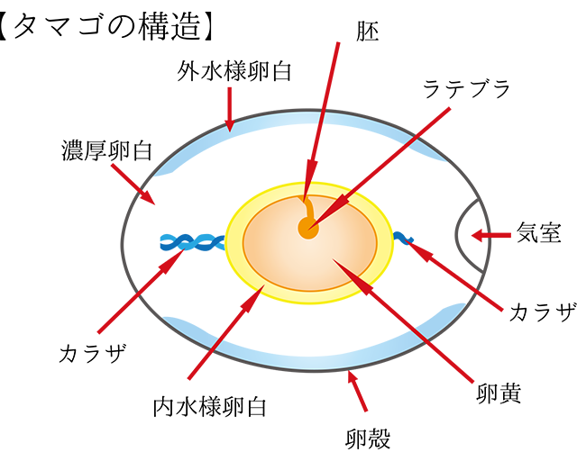 卵のふしぎ