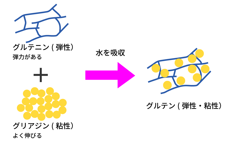 パスタの化学_グルテン