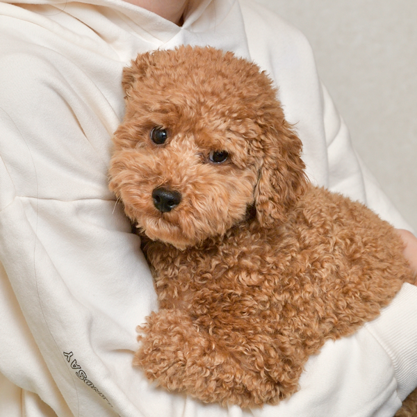 愛犬との癒しの時間